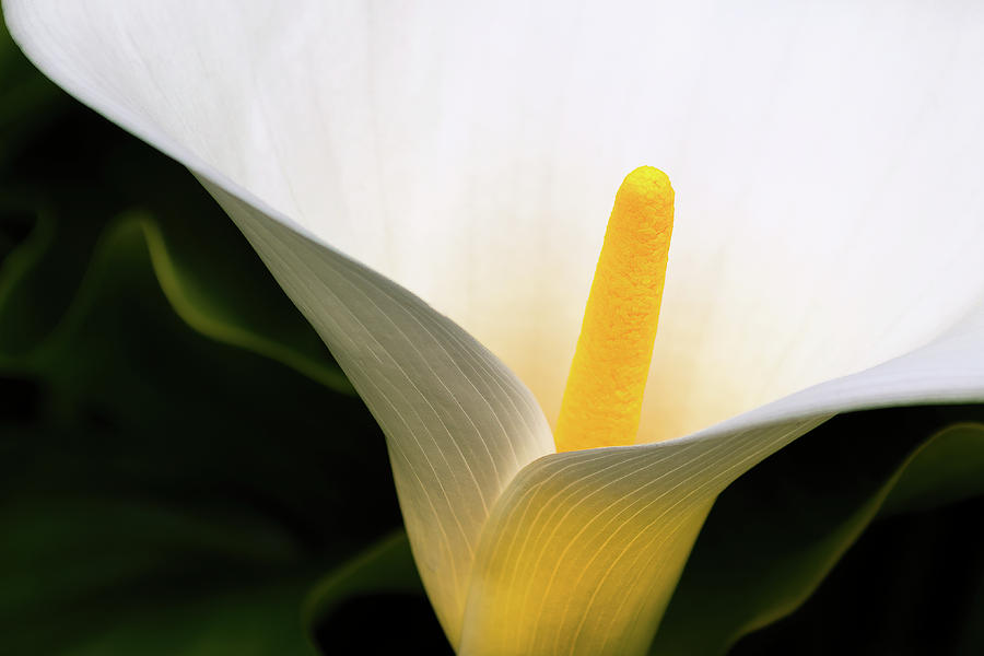 Calla Lily Bloom Photograph by Doug Holck