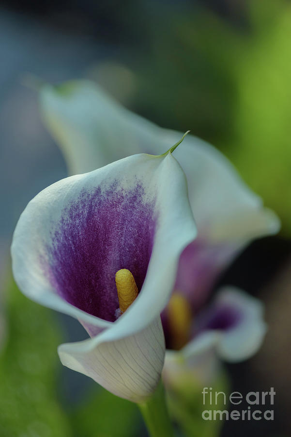 Seattle Photograph - Calla Lily Blossom #1 by Nancy Gleason