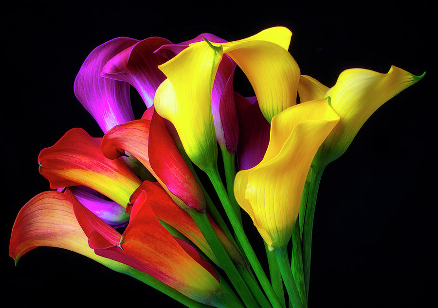 Calla lily Bouquet  Photograph by Garry Gay