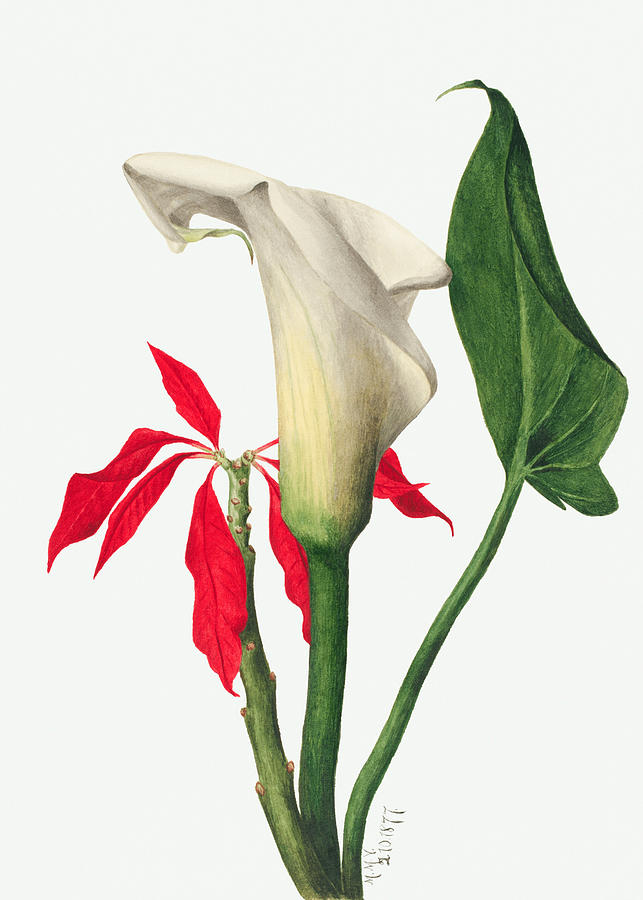 Calla Lily by Mary Vaux Walcott. Painting by World Art Collective