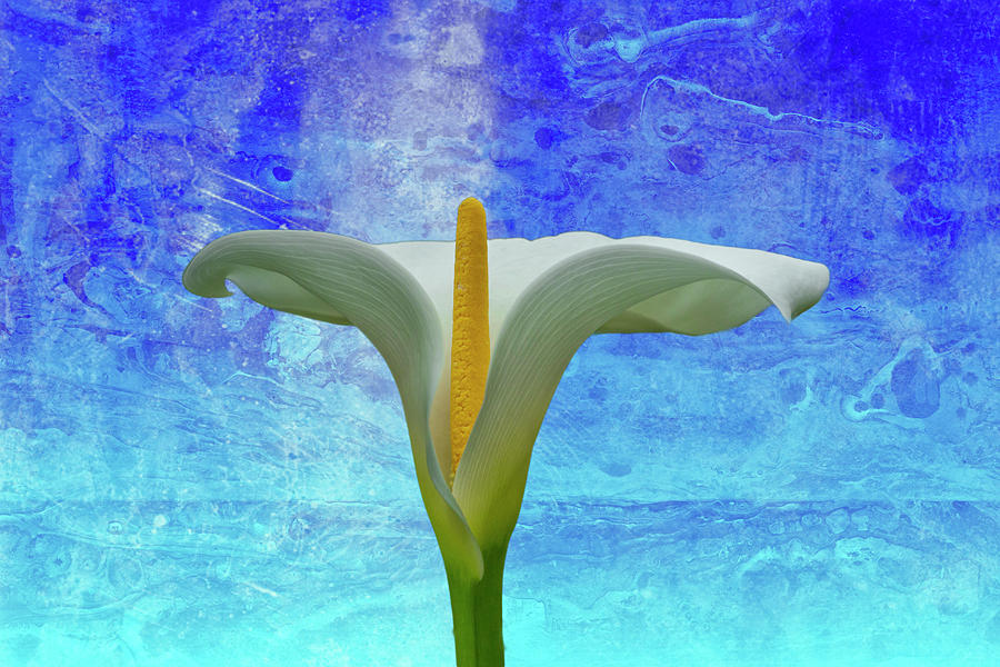 Calla Lily Photograph by Cate Franklyn