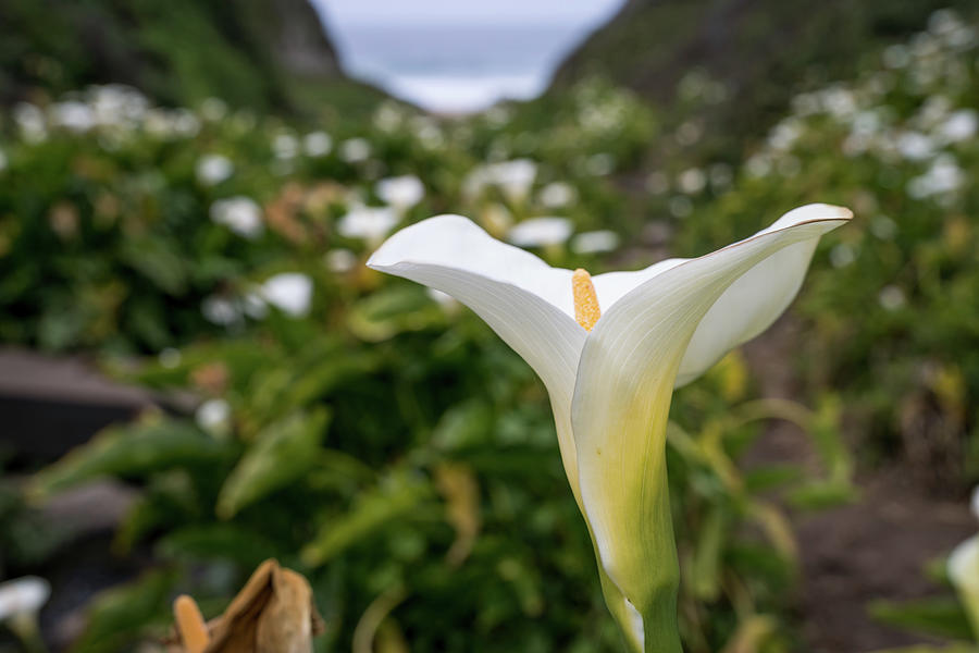 Calla Lily Charm Photograph by Margaret Pitcher