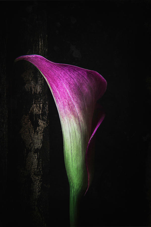 Calla Lily Photograph by Cindi Ressler