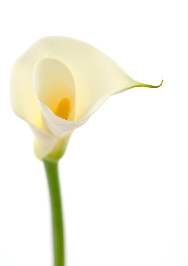 Calla lily, close-up Photograph by ZenShui/Michele Constantini