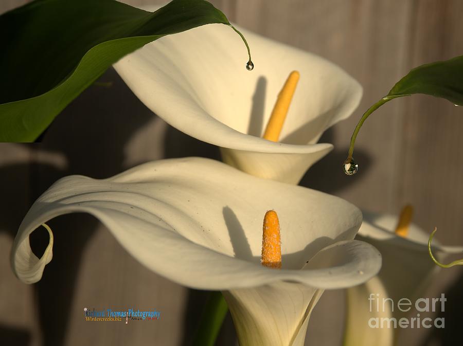 Calla Lily Cups Filling Photograph by Richard Thomas