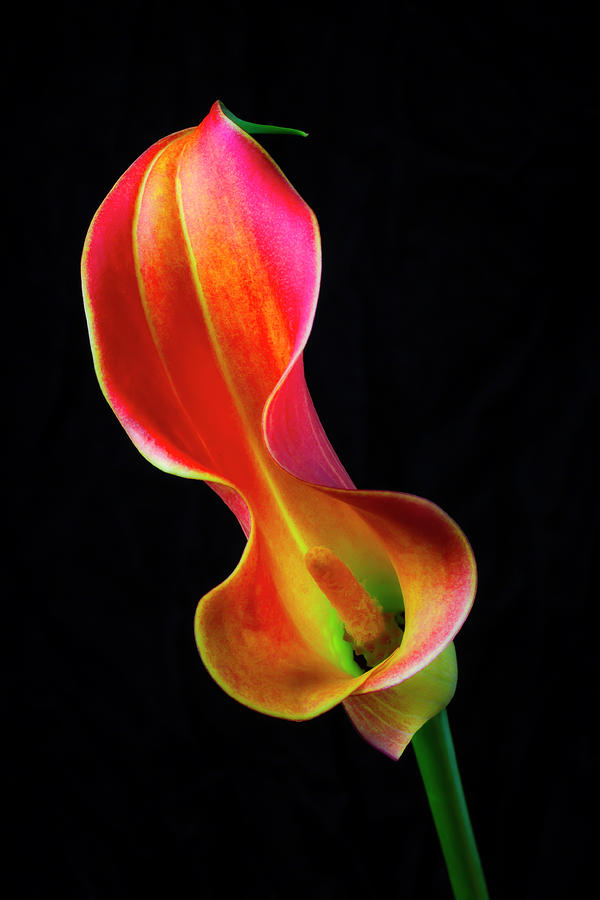 Flower Photograph - Calla Lily Curves by Garry Gay