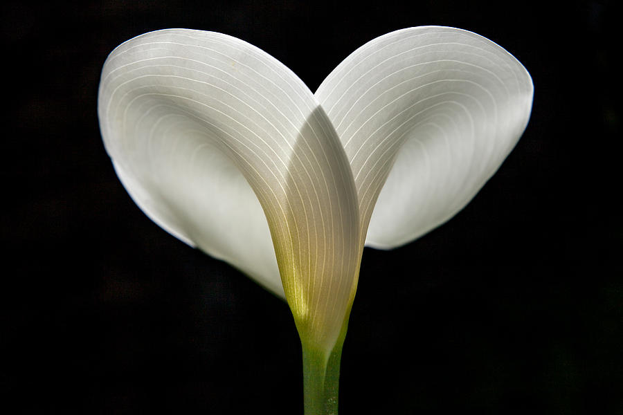 Calla Lily Photograph by Donald Kinney