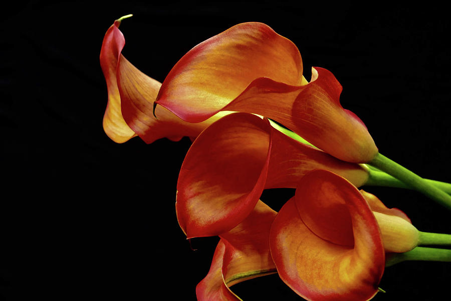 Calla Lily Family Photograph By Jase Michael Fine Art America   Calla Lily Family Jase Michael 