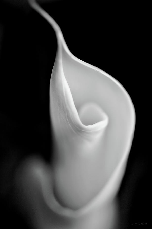 Calla Lily Flower the Beginning Photograph by Jennie Marie Schell