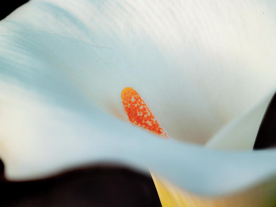Calla Lily II Photograph by Bill Gallagher