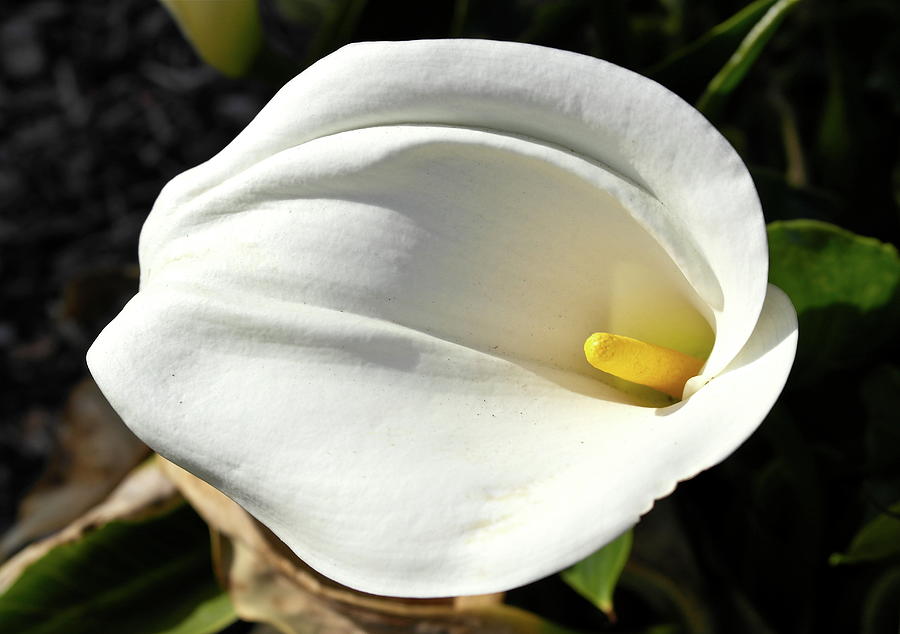 Calla Lily in Bloom Photograph by Michele Myers