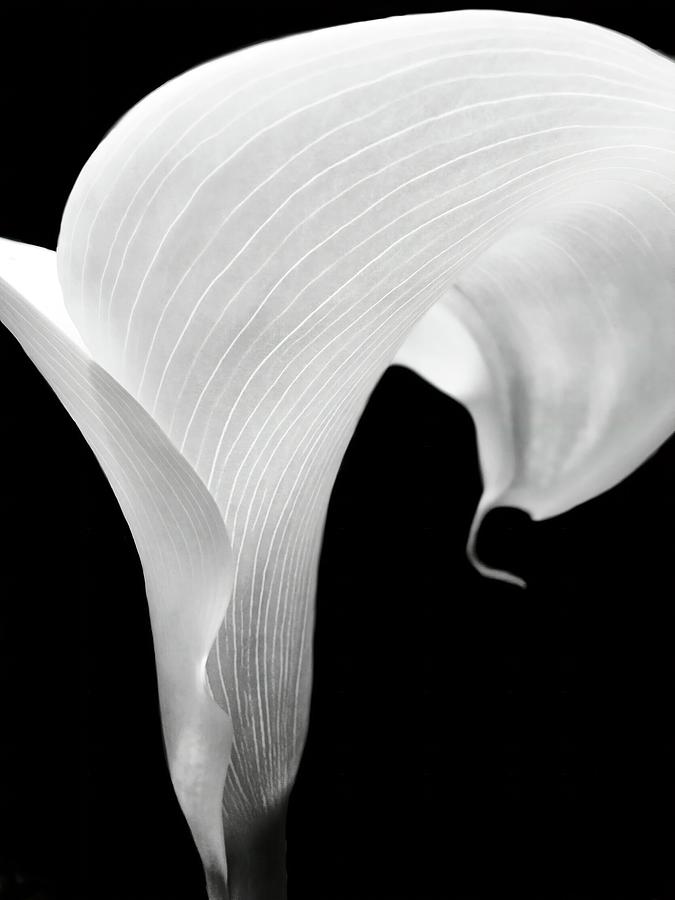 Calla Lily In Bw Photograph