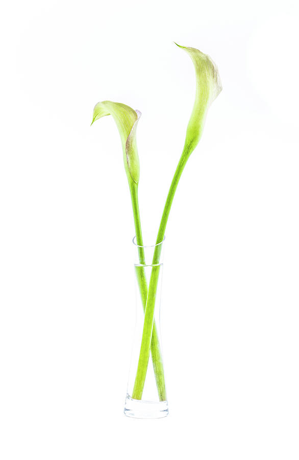 Calla lily in glass vase Photograph by Viktor Wallon-Hars