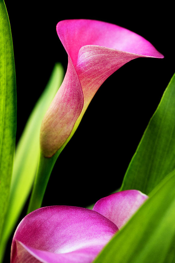 Calla Lily in Pink Photograph by Gary McJimsey - Fine Art America