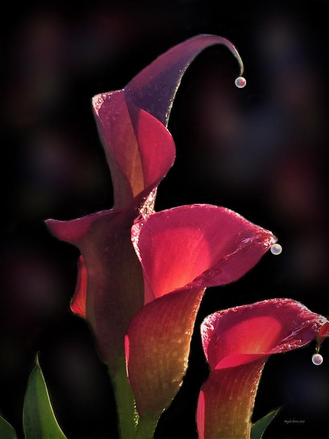 Calla Lily in the Dark Photograph by Angela Davies