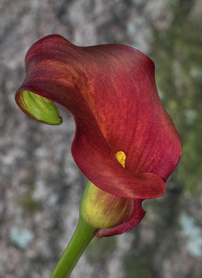 Calla lily in the woods Photograph by Roman Kurywczak