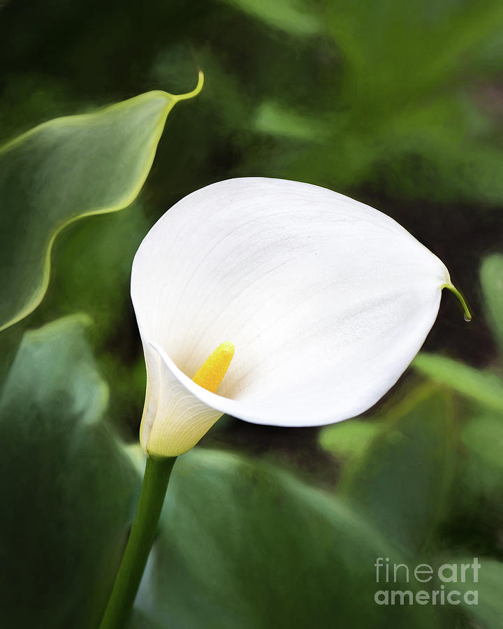Calla Lily Photograph by James Buch