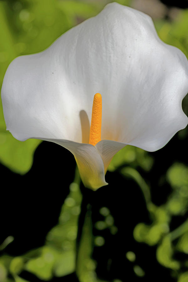 Calla Lily Photograph by John Hoey