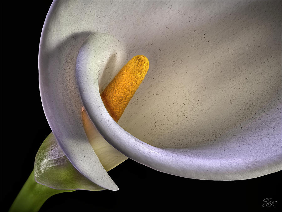 Calla Lily Macro Photograph By Endre Balogh Fine Art America