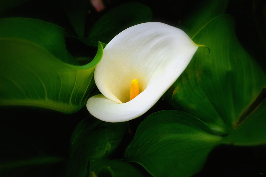 Calla Lily Of Life Photograph by Glenn McCarthy Art and Photography