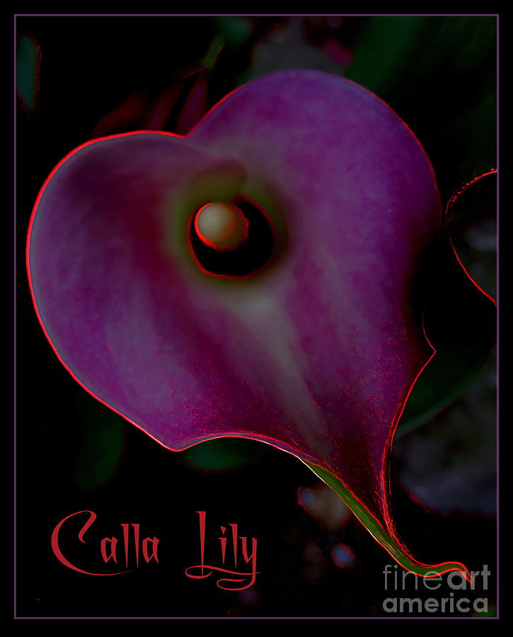 Calla Lily on Black Photograph by Jodie Marie Anne Richardson Traugott          aka jm-ART