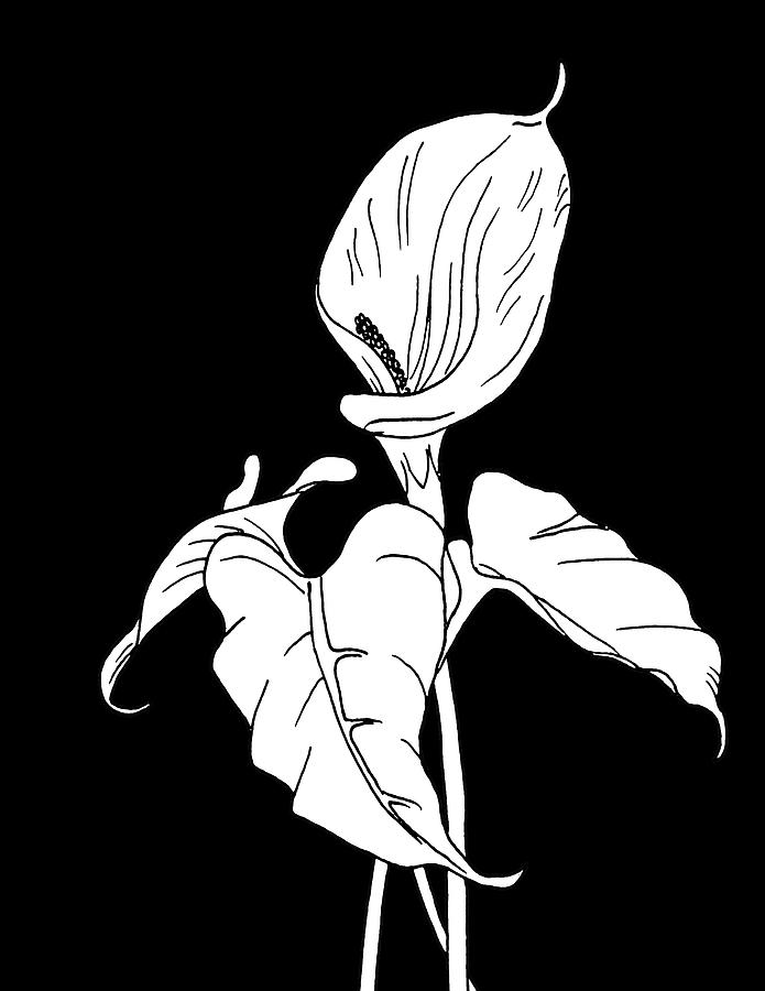 Calla Lily On Black Drawing