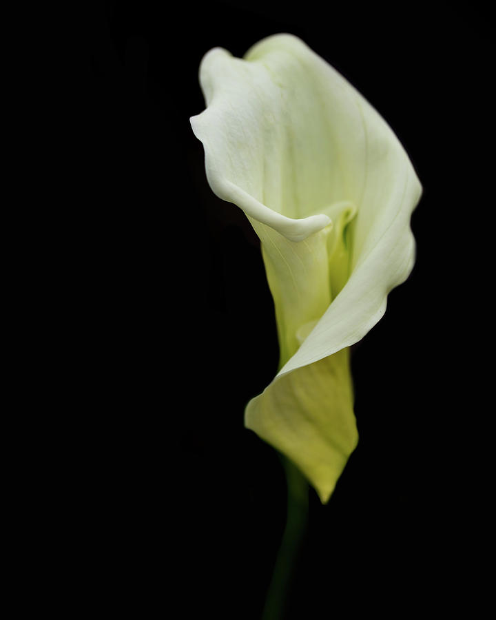 Calla Lily on Black Photograph by Rebecca Cozart