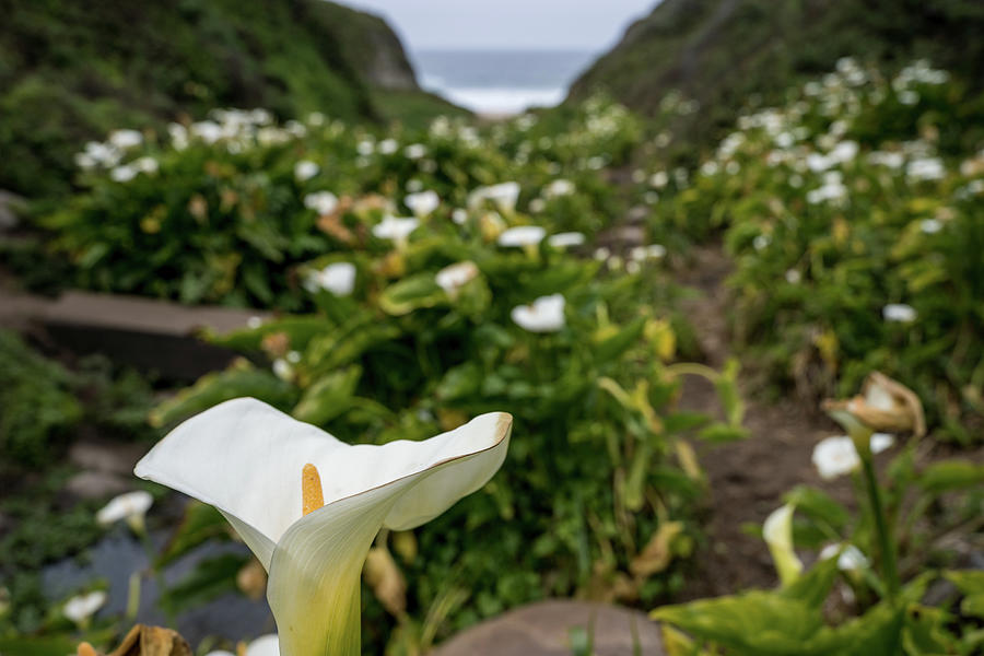 Calla Lily Path Photograph by Margaret Pitcher