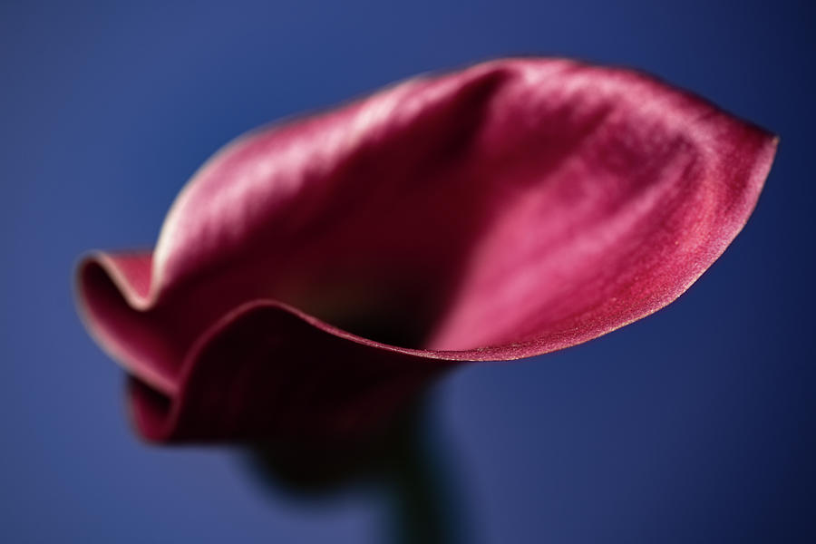 Calla Lily Photograph by Philip Rodgers