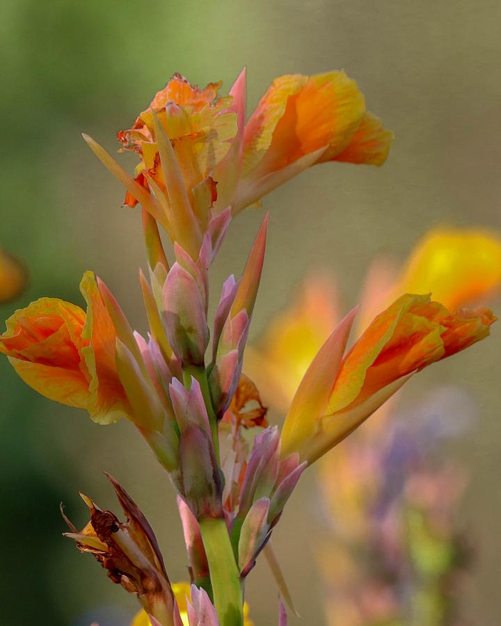 Canna Lily Photograph by Susan Rydberg
