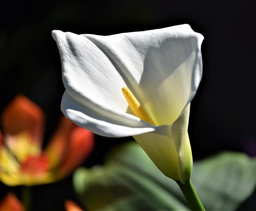 Calla Lily Photograph by Terry M Olson