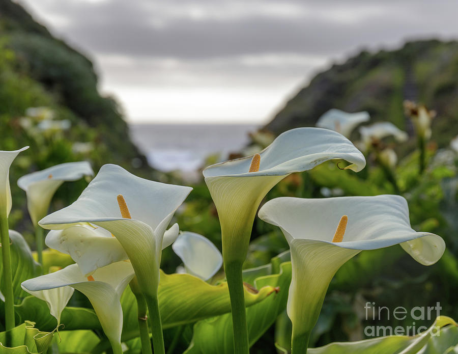 Calla Lily Valley in bloom. Garrapata State Park, Monterey Count