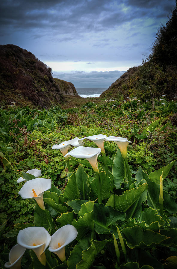 Calla Lily Valley Photograph by James Williams Fine Art America