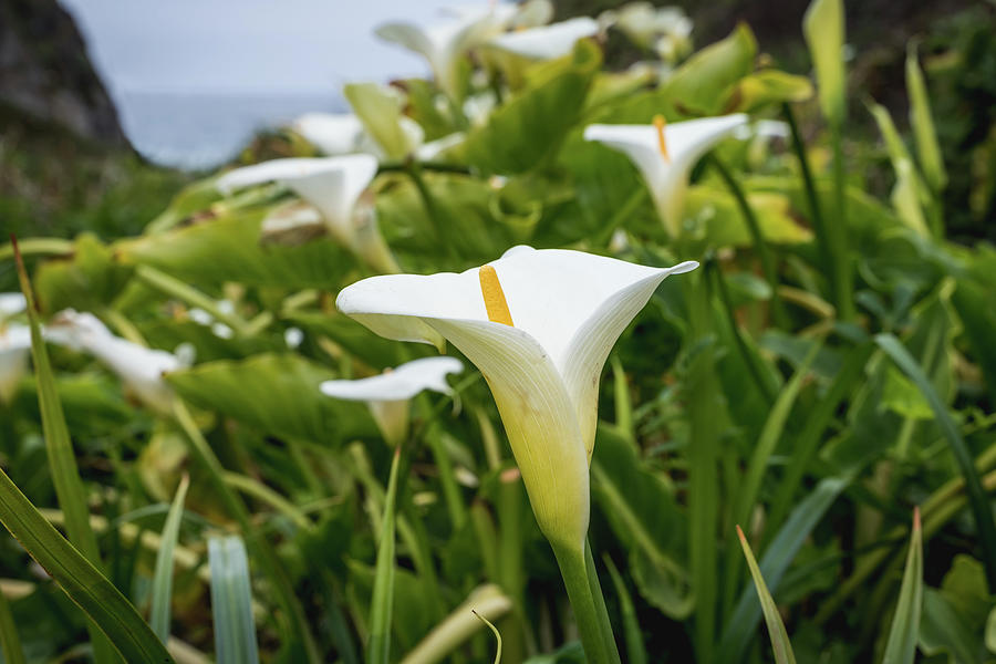 Calla Lily Wildflowers Photograph by Margaret Pitcher