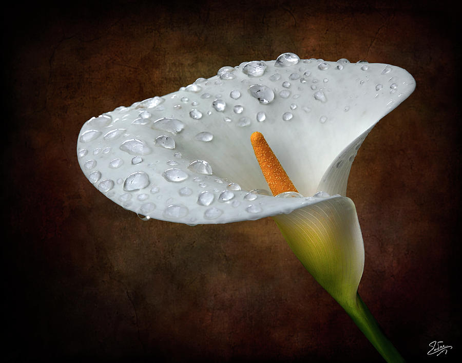 Calla Lily With Rainwater Photograph by Endre Balogh