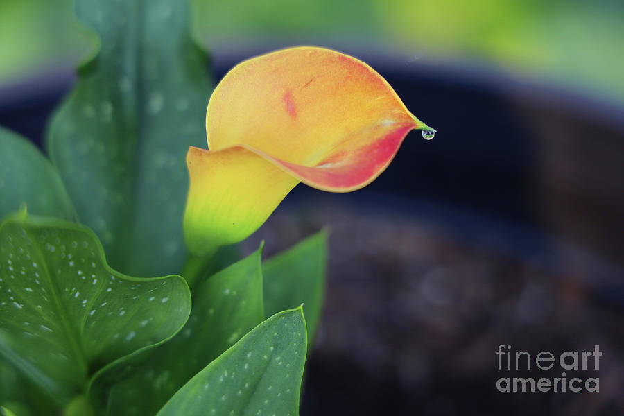 Calla Lily With Water Droplet 2245 Photograph by Jack Schultz