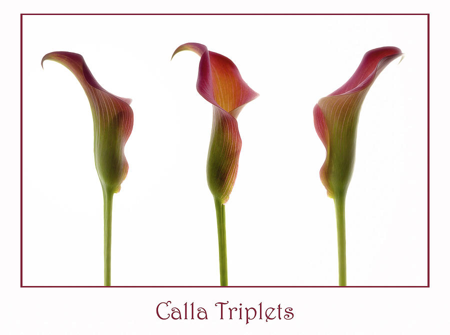 Calla Triplets Photograph by Ariel Faith
