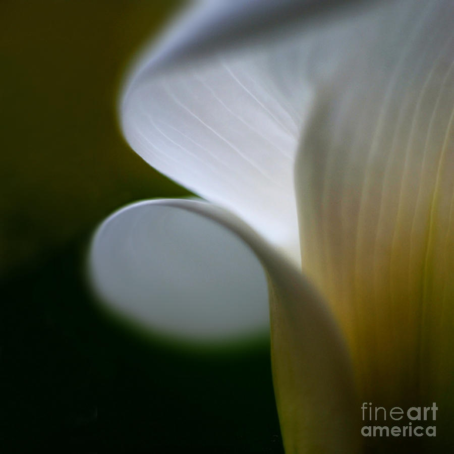 Lily Photograph - Calla2 by Paul Davenport