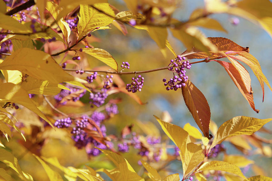 Callicarpa Bodinieri in Golden Autumn Photograph by Jenny Rainbow