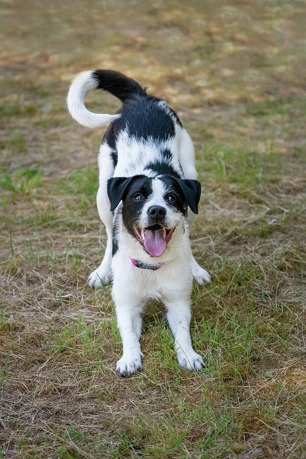 Callie Photograph by Diane Moller Callie Photograph by Diane Moller