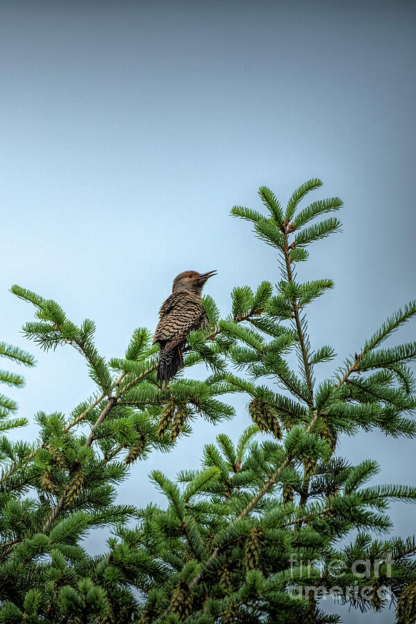 Calling Flicker Photograph by Pamela Dunn-Parrish - Fine Art America