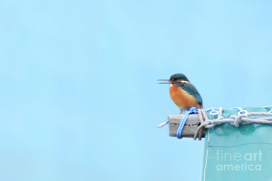 Calling Kingfisher Photograph by Terri Waters