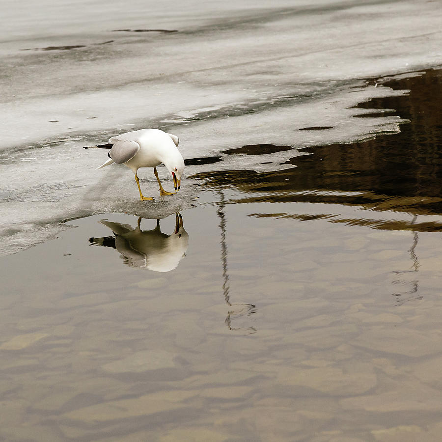 Calling Ring-billed Gull reflection Photograph by SAURAVphoto Online Store