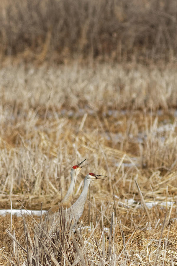 Crane Photograph - Calling Sandhill Crane by Natural Focal Point Photography