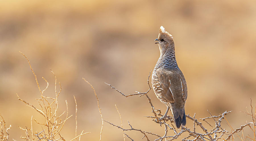 Calling Scaled Quail Photograph by Gerald DeBoer