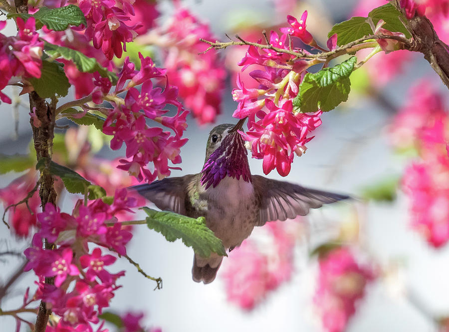 Calliope Hummingbird Photograph by Angie Vogel