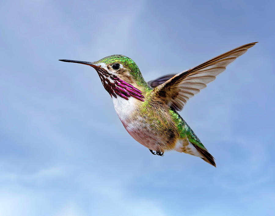 Calliope Hummingbird in Flight Photograph by Jack Bell