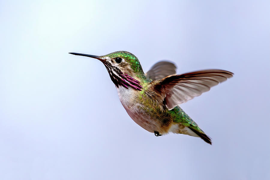 Calliope Hummingbird Photograph by Jack Bell