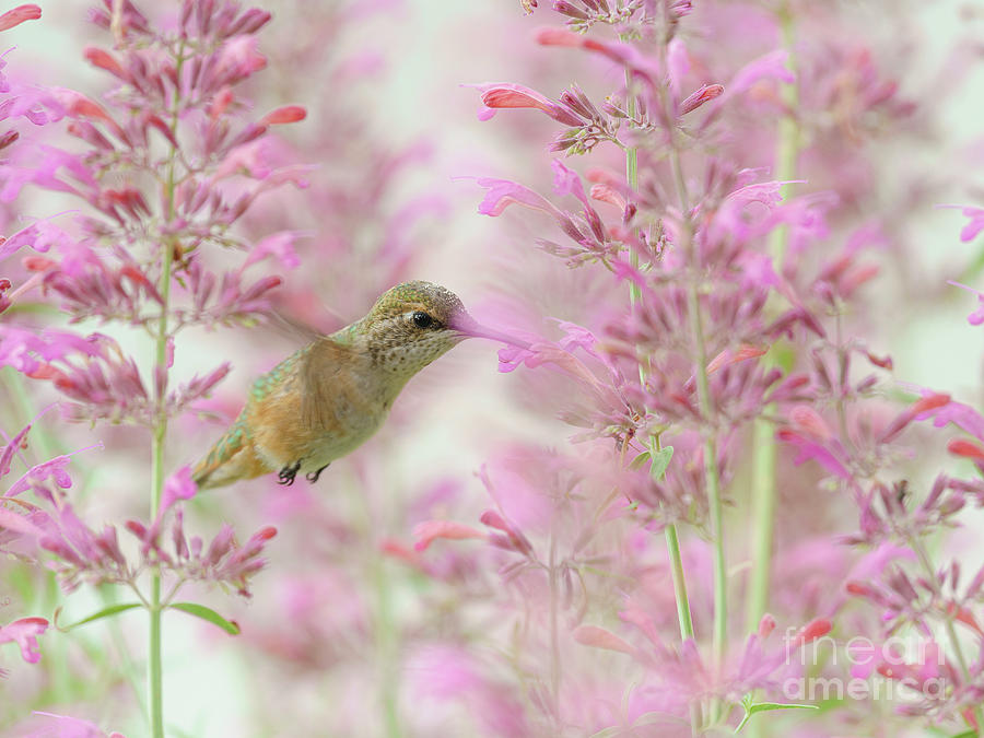 Calliope Hummingbird Photograph by Maresa Pryor-Luzier