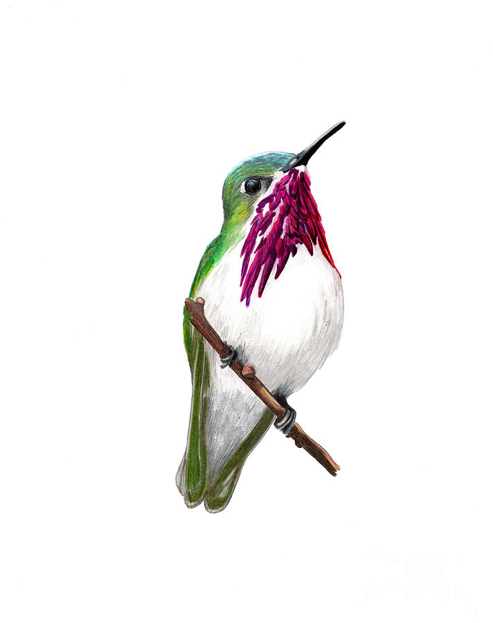Calliope Hummingbird Mixed Media by Stephen Oosterling